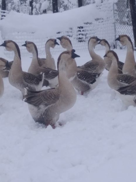  - Gâște Africane 2023