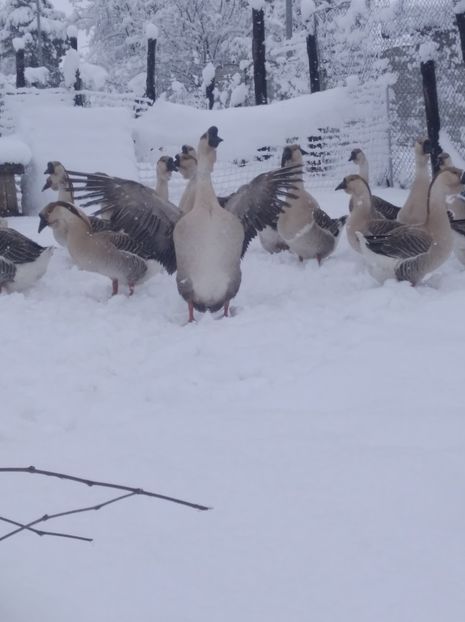  - Gâște Africane 2023