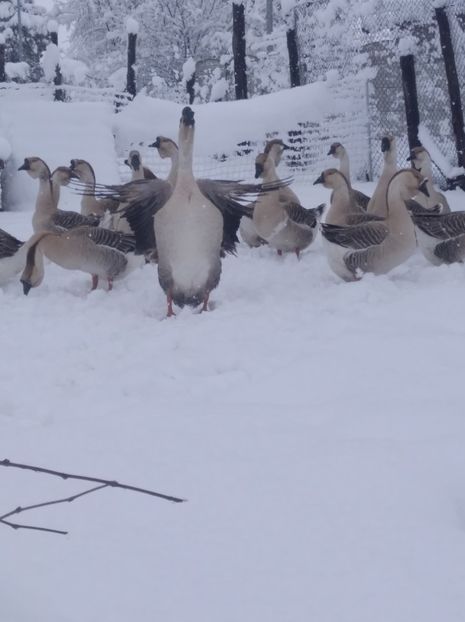  - Gâște Africane 2023