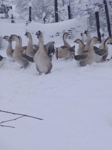  - Gâște Africane 2023