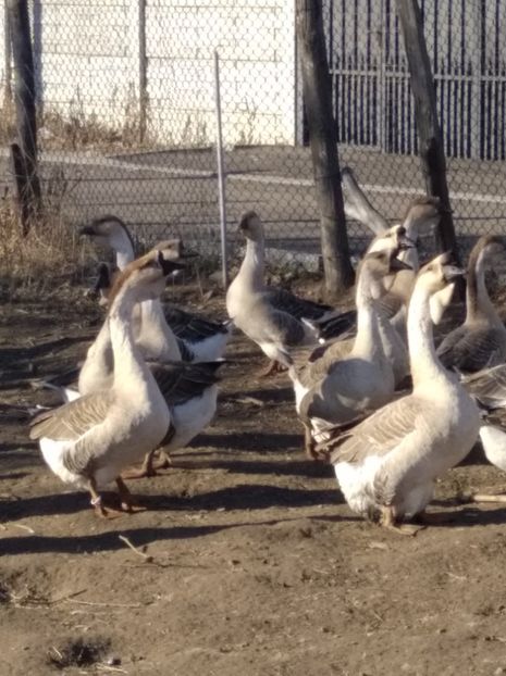  - Gâște Africane 2023