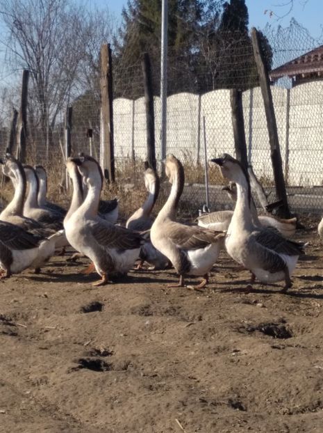  - Gâște Africane 2023