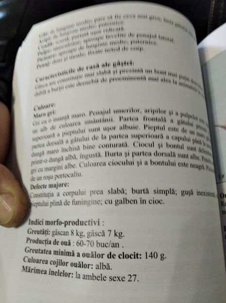  - Gâște Africane 2023