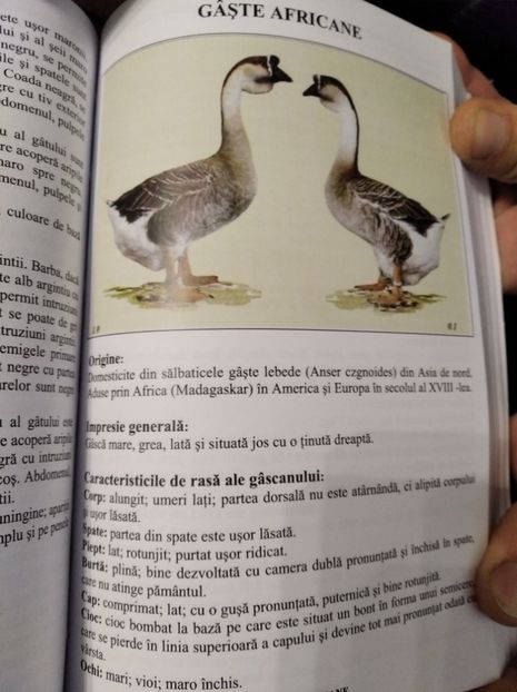  - Gâște Africane 2023