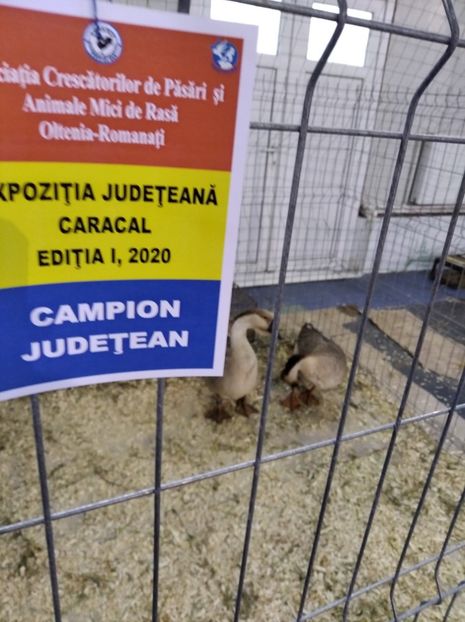  - Gâște Africane 2023