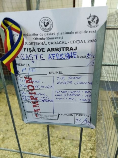  - Gâște Africane 2023