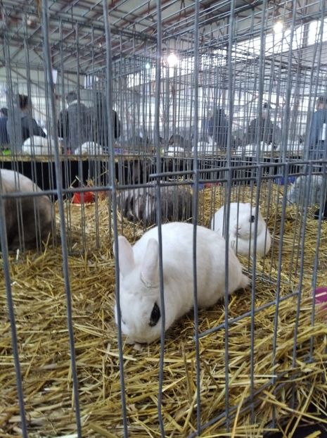  - Expoziția Fauna Băniei 2023