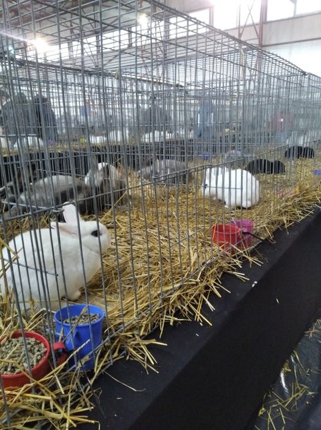  - Expoziția Fauna Băniei 2023