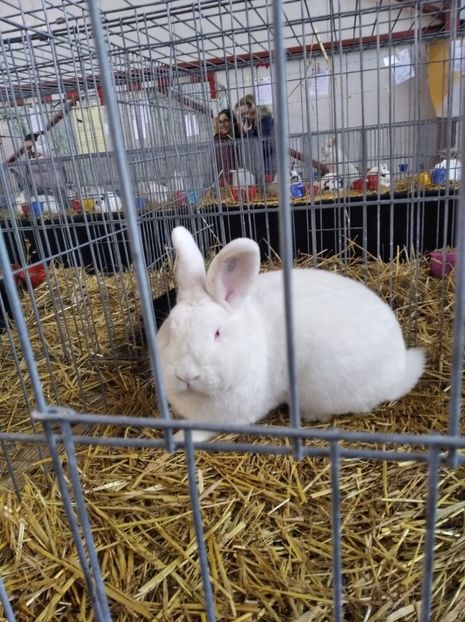  - Expoziția Fauna Băniei 2023