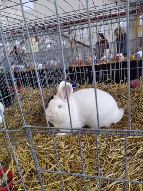  - Expoziția Fauna Băniei 2023