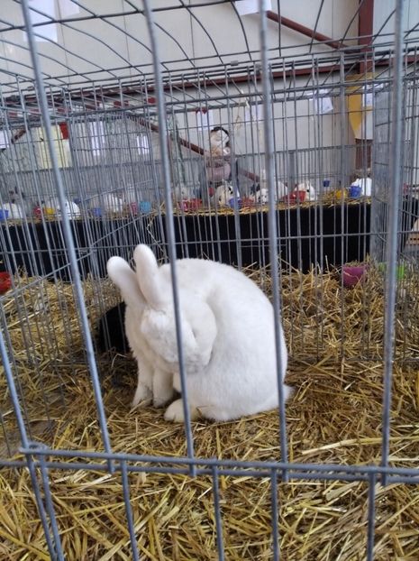  - Expoziția Fauna Băniei 2023