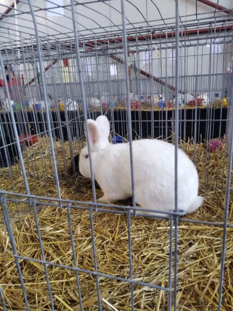  - Expoziția Fauna Băniei 2023