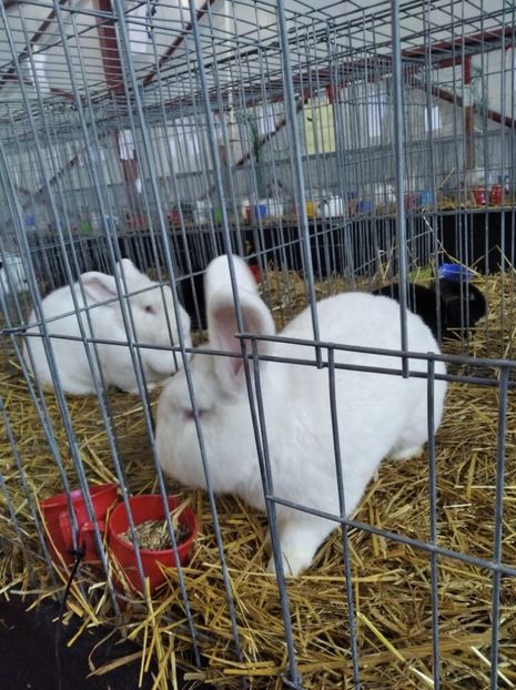  - Expoziția Fauna Băniei 2023