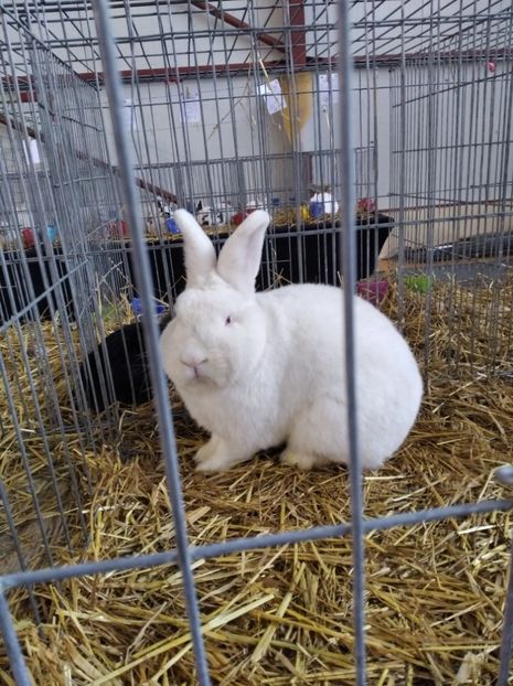  - Expoziția Fauna Băniei 2023