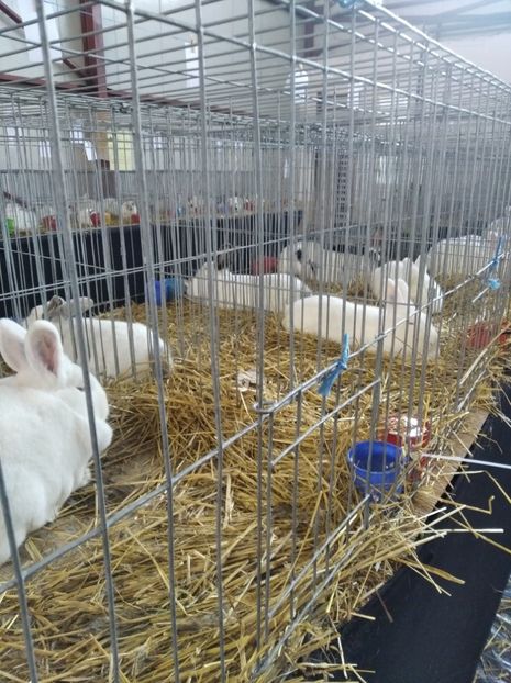  - Expoziția Fauna Băniei 2023