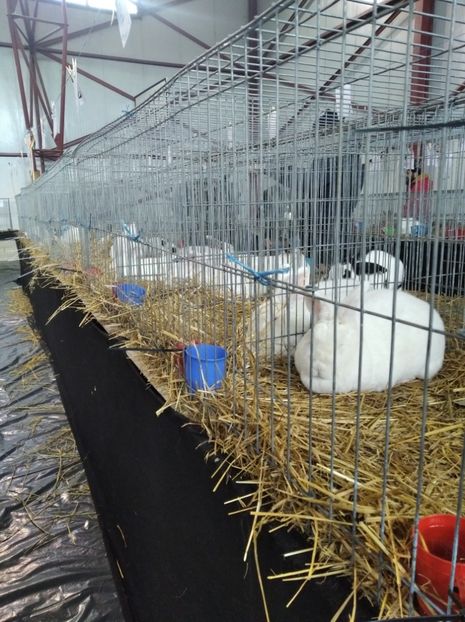  - Expoziția Fauna Băniei 2023