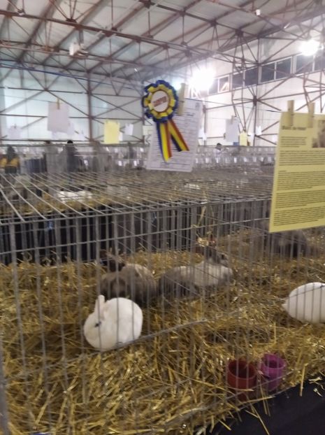  - Expoziția Fauna Băniei 2023