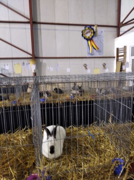  - Expoziția Fauna Băniei 2023