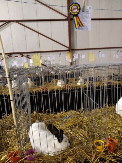  - Expoziția Fauna Băniei 2023