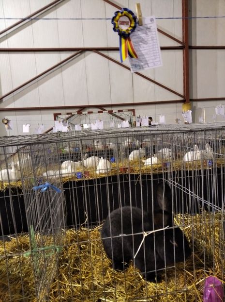  - Expoziția Fauna Băniei 2023