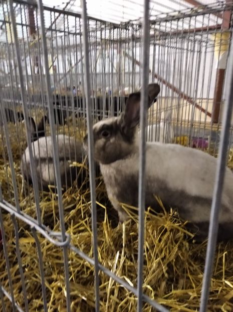  - Expoziția Fauna Băniei 2023