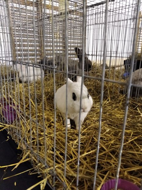  - Expoziția Fauna Băniei 2023