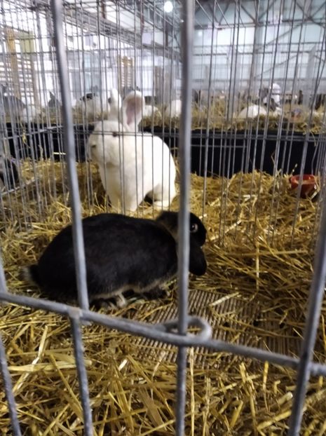  - Expoziția Fauna Băniei 2023