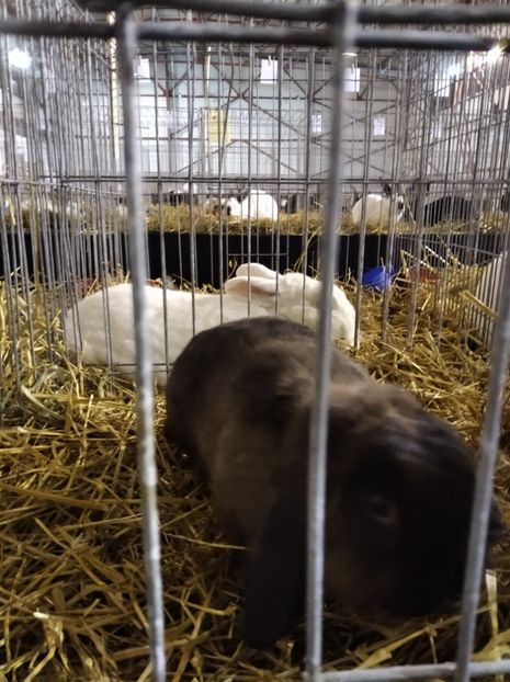  - Expoziția Fauna Băniei 2023