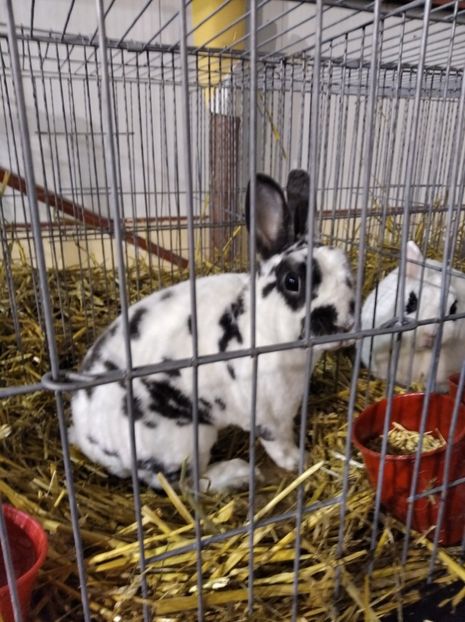  - Expoziția Fauna Băniei 2023