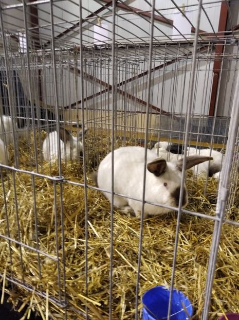  - Expoziția Fauna Băniei 2023