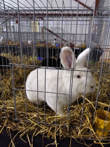  - Expoziția Fauna Băniei 2023