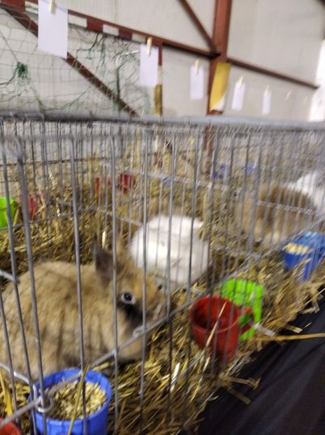  - Expoziția Fauna Băniei 2023