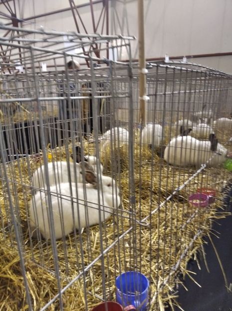  - Expoziția Fauna Băniei 2023