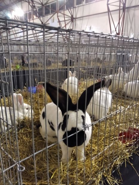  - Expoziția Fauna Băniei 2023