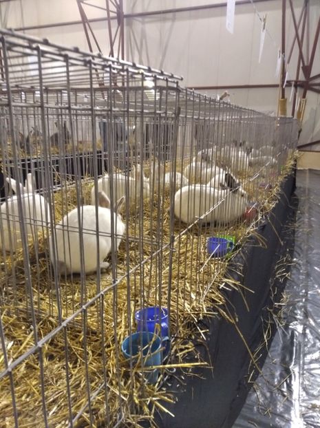  - Expoziția Fauna Băniei 2023