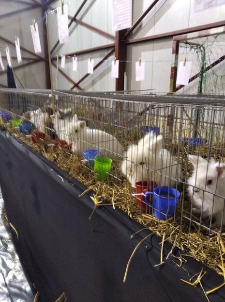  - Expoziția Fauna Băniei 2023