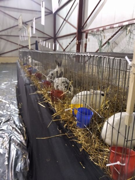  - Expoziția Fauna Băniei 2023