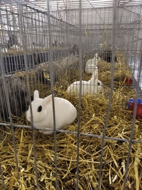  - Expoziția Fauna Băniei 2023