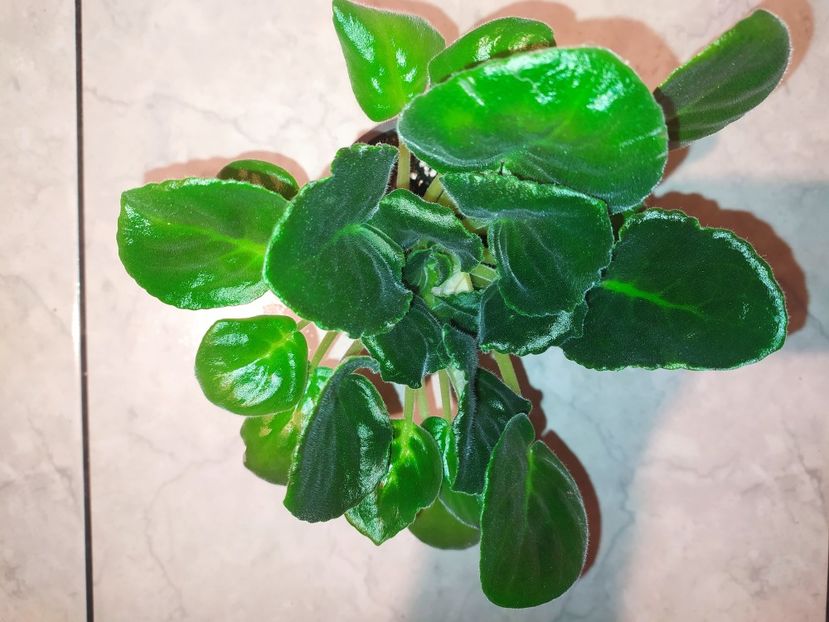 5 februarie 2023 - KO Petushok Zolotoj Grebeshok