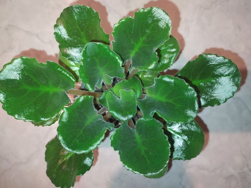 5 februarie 2023 - Dn Rahat Lukum