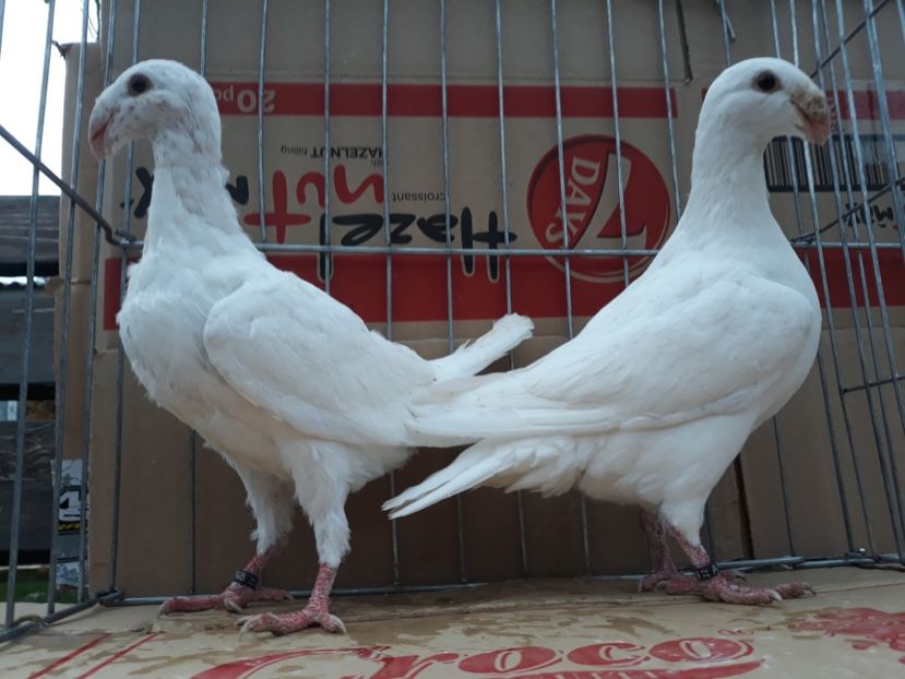 20221211_153432[1] - Amintiri