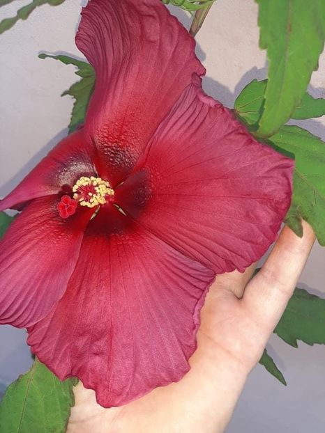 EBFA0A78-72F0-4078-B844-7D4B5D9F4960 - Colectie Hibiscus Moscheutos