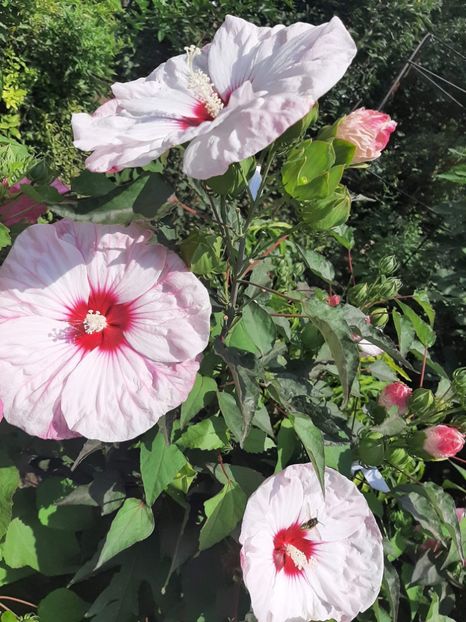 C9C4BC0F-0D24-4C2A-957C-9C0387CA97F8 - Colectie Hibiscus Moscheutos