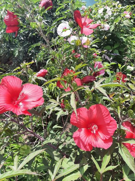 0CF1A089-832F-4DBF-825E-CA6F8029D7DC - Colectie Hibiscus Moscheutos