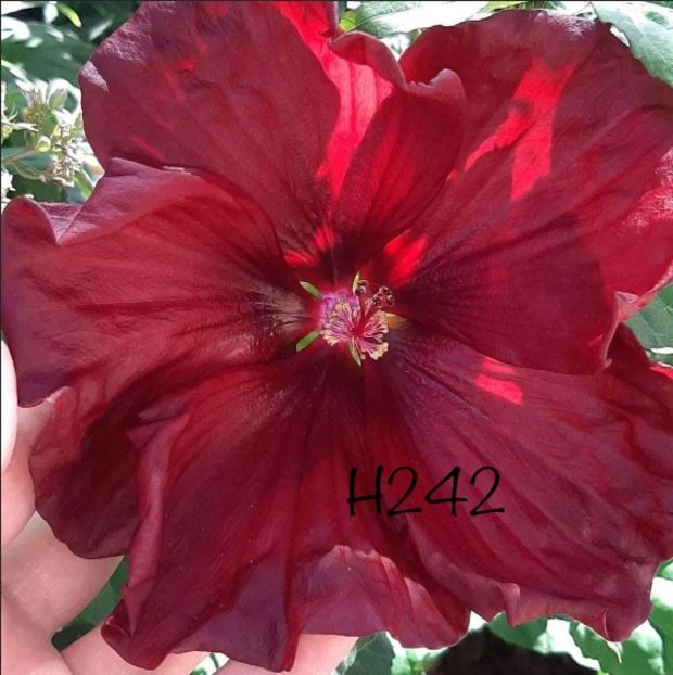 A34A02BE-09CB-4D37-B7FD-4C11E539577A - Colectie Hibiscus Moscheutos