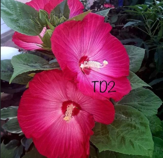 2351DF3B-5C99-48CE-9B91-67DF399D4546 - Colectie Hibiscus Moscheutos