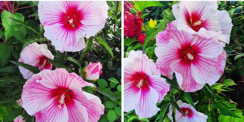 37F72D70-759D-49DF-A9D7-8CD44000A71F - Colectie Hibiscus Moscheutos