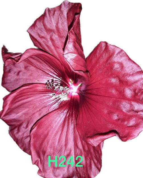 76657057-56B2-4164-9068-EAFE372ED72B - Colectie Hibiscus Moscheutos