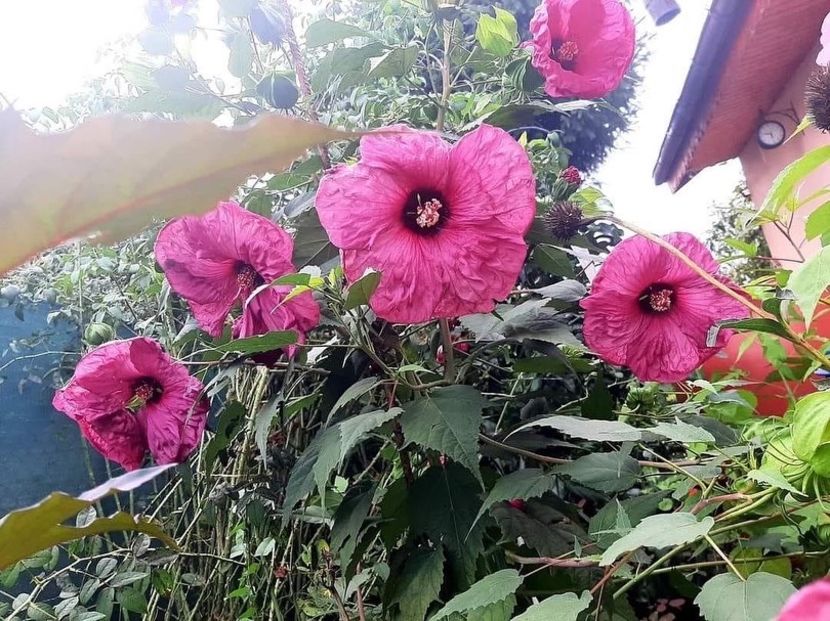 69A2759F-D0C9-464D-B2DD-77847054EE42 - Colectie Hibiscus Moscheutos