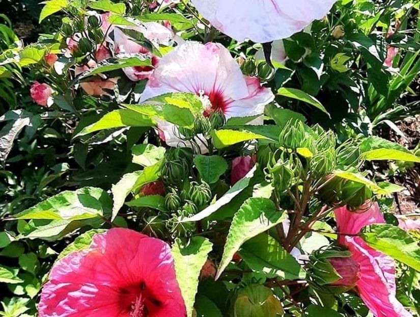 FD82C4E3-AD82-42DC-9638-02986419668C - Colectie Hibiscus Moscheutos